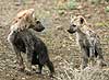 Inquisitive Baby hyenas