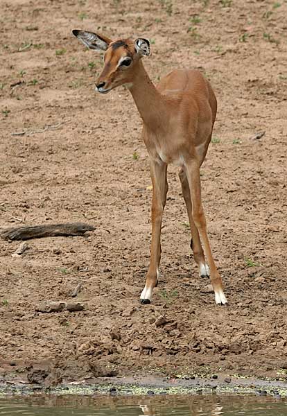 Baby Impala antelope