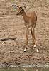 Baby impala