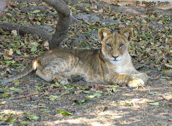 Lion Cub at rest