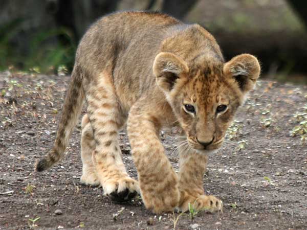 Baby lion walking towards camera, Mashatu Game Reserve, Botswana