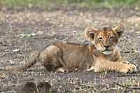 baby lion lying on its belly