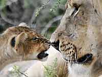 Baby lion rubs noses with big male lion