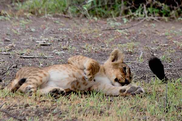 Baby lion playing with adult's tail, Botswana