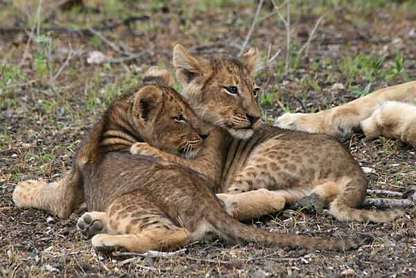 Lion cubs showing affection, Mashatu Game Reserve, Botswana