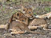 baby lion siblings showing their affection