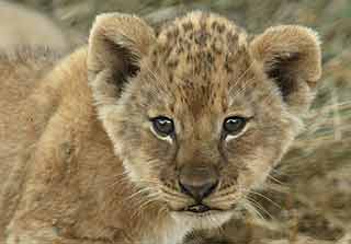 Baby lion portrait