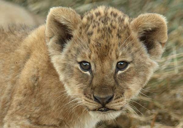 Baby lion portrait, Tuli Block, Botswana