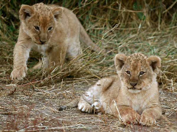 Baby lion creeps up on sibling, Mashatu Game Reserve, Botswana
