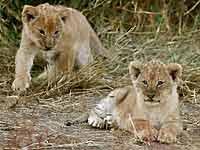 A pair of baby lion cubs about to  play fight