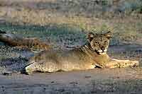 baby lion lying at full stretch