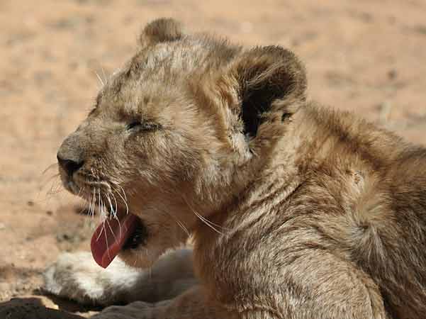 Lion cub yawning, Sondela Wildlife Centre, South Africa