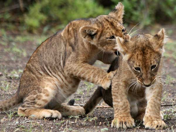 Lion cubs practice hunting skills, Mashatu Game Reserve, Botswana