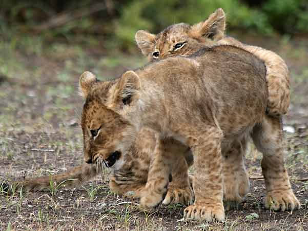 Baby lions learning hunting skills