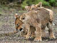 Baby lion practising hunting skills