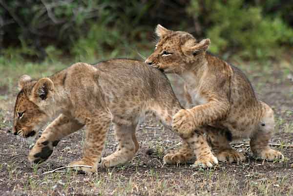 Baby lions play fighting, Mashatu Game Reserve, Botswana