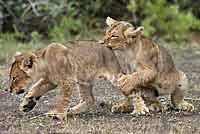 baby lions practice their hunting skills