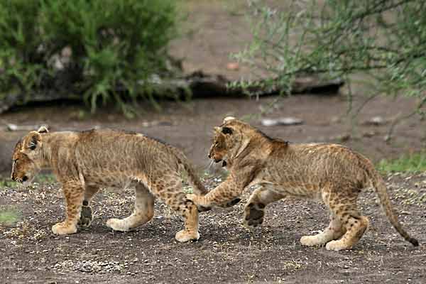 Baby lion siblings romping, Mashatu Game Reserve, Botswana