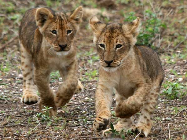 Lion cubs ready to romp, Mashatu Game Reserve, Botswana