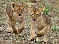Baby lion cubs ready to romp