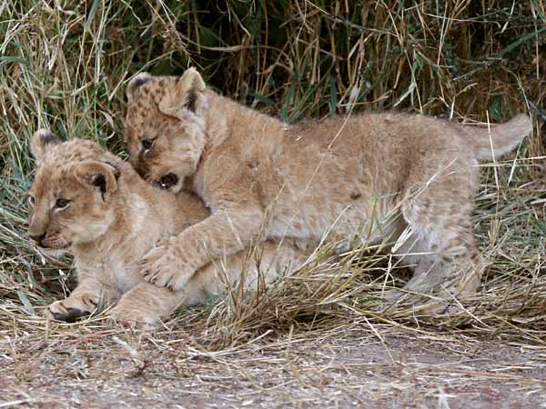 Baby lions play fighting, Mashatu Game Reserve, Botswana