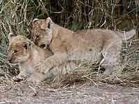 Baby lions play fighting