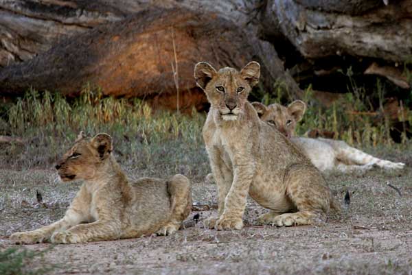 Trio of lion cubs together, Mashatu Game Reserve, Botswana