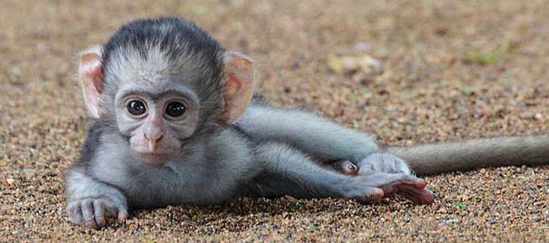 Baby vervet monkey lying on ground, Kruger National Park, South Africa