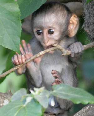 Baby vervet monkey sucking on twig