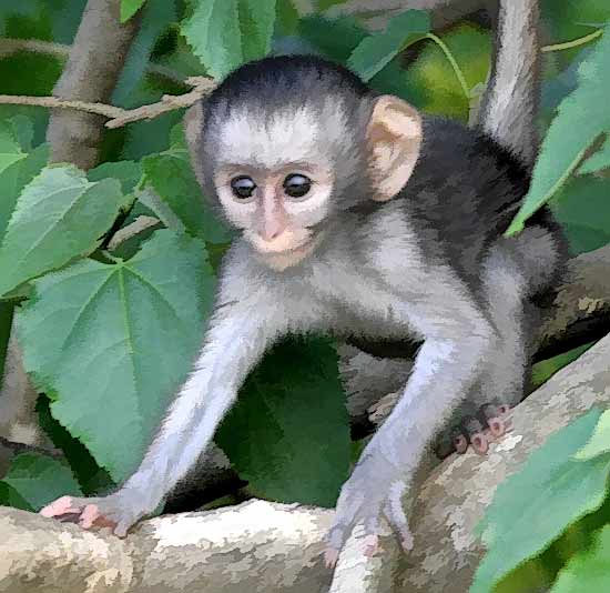 Baby Vervet Monkey