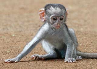 baby vervet monkey