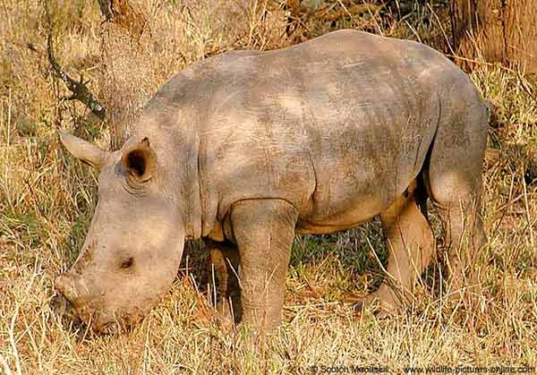 baby rhino grazing