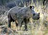 Baby Rhino in long grass