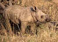 Picture of baby white rhino