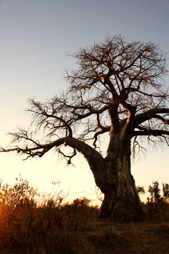 Baobab tree at sunset, Ruaha National Park, Tanzania