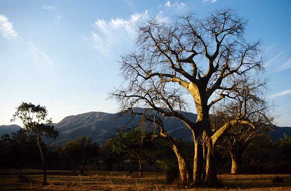 Baobab Tree, Lower Zambezi National Park