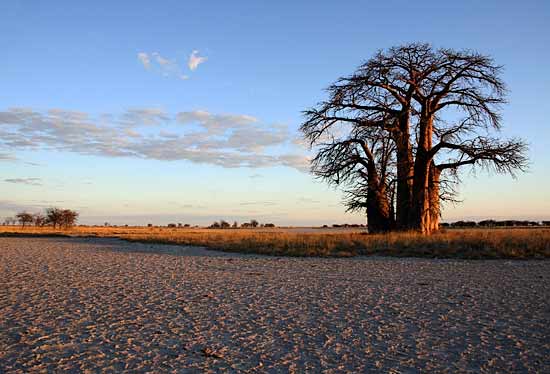 Baobab Tree