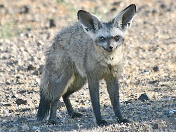 Bat-eared fox, three-quarter view showing head and body