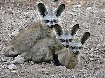 Bat-eared fox pups at their burrow