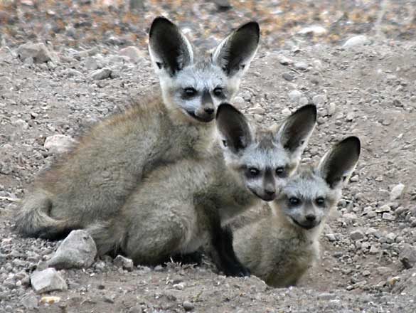 Curious bat-eared fox cubs