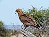 Bateleur (immature)