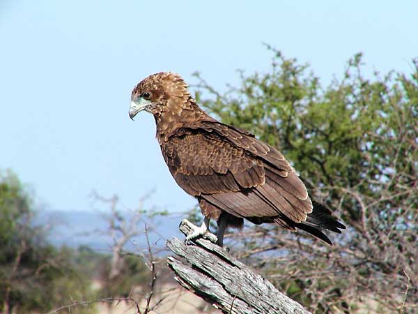 Young Bateleur eagle