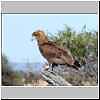 Bateleur, immature