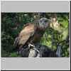 Bateleur, immature