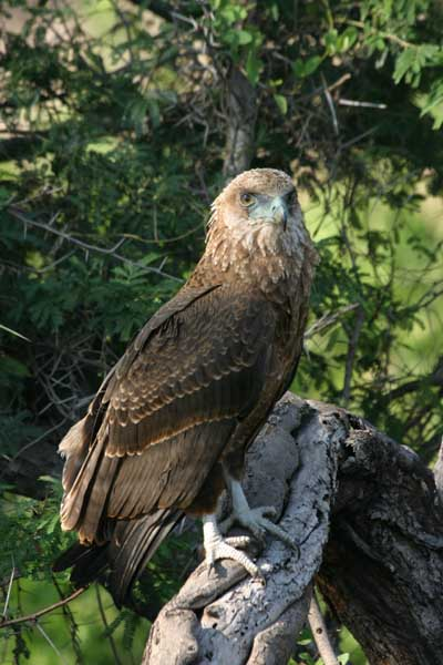 Bateleur eagle