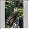 Bateleur photo