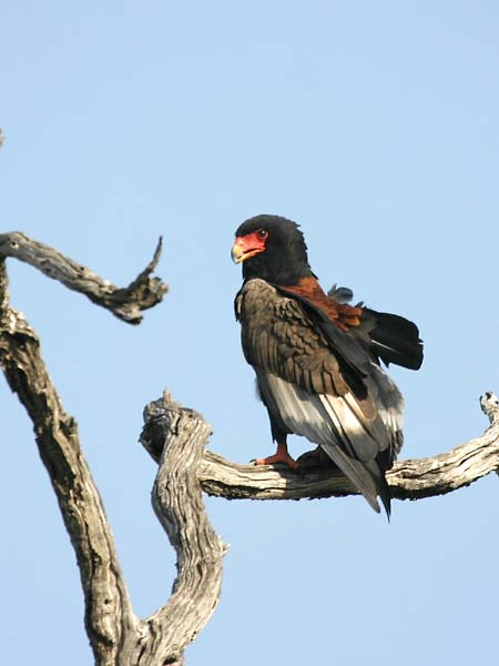 Bataleur perched in tree