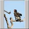 Bateleur eagle