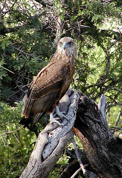 Young Bateleur eagle in tree