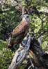 Bateleur Eagle, immature